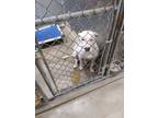 Adopt Pasha a White American Pit Bull Terrier / Mixed dog in Anderson