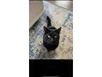 Adopt Walter a Black (Mostly) Domestic Mediumhair / Mixed (medium coat) cat in