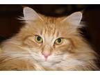 Adopt Buddy a Tiger Striped Maine Coon / Mixed (long coat) cat in McMinnville
