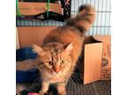 Adopt Lucky Girl a Brown Tabby Domestic Longhair / Mixed (long coat) cat in