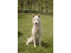 Adopt April a Husky / Shepherd (Unknown Type) / Mixed dog in Chillicothe