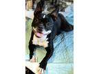 Adopt Minni a Black - with White Boston Terrier / Mixed dog in Los Angeles