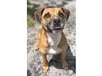 Adopt Morgan a Red/Golden/Orange/Chestnut - with White Black Mouth Cur / Mixed