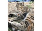 Adopt Lighthouse : Marley a Spotted Tabby/Leopard Spotted Domestic Shorthair /