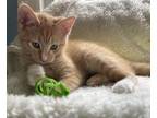 Adopt Regan - MS a Domestic Shorthair / Mixed cat in Lyman, SC (34682667)