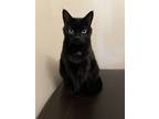 Adopt Poe a All Black Domestic Shorthair / Mixed (short coat) cat in Lakewood