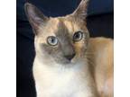 Adopt Glinda the Good Witch a White (Mostly) Domestic Shorthair / Mixed cat in