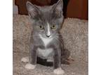 Adopt Storm a Gray or Blue Domestic Shorthair / Mixed cat in Houston