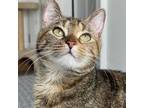 Adopt GG a Brown or Chocolate Domestic Shorthair / Mixed cat in Houston