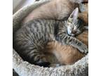 Adopt Rosie (Liz) a Brown Tabby Domestic Mediumhair / Mixed (medium coat) cat in