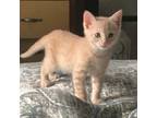 Adopt Jack (Liz) a Orange or Red Domestic Mediumhair / Mixed (medium coat) cat