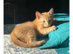 Adopt Taffy (Liz) a Orange or Red Domestic Mediumhair / Mixed (medium coat) cat