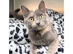 Adopt Katie a Gray or Blue Domestic Shorthair / Mixed cat in Michigan City