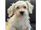 Adopt Bean a White Schnauzer (Miniature) / Mixed dog in Los Angeles