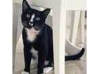 Adopt Snoopy a All Black Domestic Shorthair / Mixed cat in Fort Lauderdale
