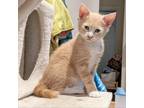 Adopt Donut a Domestic Shorthair / Mixed cat in Fort Lauderdale, FL (34682420)