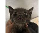 Adopt Riesling a All Black Domestic Shorthair / Mixed cat in Yuma, AZ (34682414)