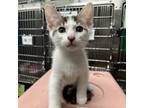 Adopt Dante a White Domestic Shorthair / Mixed cat in Los Angeles, CA (34682397)