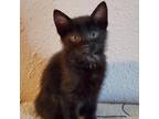 Adopt Reba a All Black Domestic Shorthair / Mixed cat in Morgan Hill
