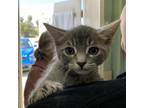 Adopt Johnny a Gray or Blue Domestic Shorthair / Mixed cat in Morgan Hill