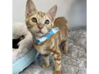 Adopt Bodhi a Orange or Red Domestic Shorthair / Mixed cat in American Fork