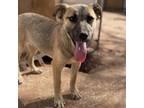 Adopt Lizzie A Brown/Chocolate Mixed Breed (Medium) / Mixed Dog In Moab
