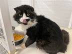 Adopt Meatloaf a Black & White or Tuxedo Scottish Fold (short coat) cat in Grand