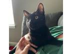 Adopt Takeoff a All Black Domestic Shorthair / Mixed cat in Greenfield