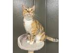 Adopt CATSUP a Domestic Shorthair / Mixed (short coat) cat in Las Vegas