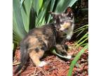 Adopt Nadja a Domestic Shorthair / Mixed (short coat) cat in Lawrenceville