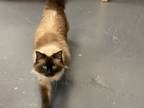 Adopt Alo a Tan or Fawn Himalayan (medium coat) cat in Grand Junction