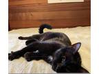 Adopt Layla a All Black Domestic Shorthair / Mixed cat in Incline Village