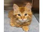 Adopt Simba a Orange or Red Domestic Mediumhair / Mixed (medium coat) cat in