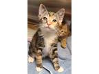 Adopt Thunder a Brown Tabby Domestic Shorthair / Mixed (short coat) cat in