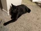 Adopt Freddy a Black (Mostly) Bombay (short coat) cat in Birmingham