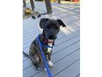Adopt Bailey a Brindle - with White Plott Hound / Boston Terrier dog in