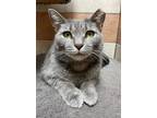 Adopt Breeze (22-022) a Domestic Shorthair / Mixed (short coat) cat in York