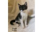 Adopt Hobbs (22-124) a American Shorthair / Mixed (short coat) cat in York