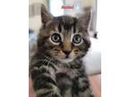 Adopt Rotini (22-255) a Domestic Shorthair / Mixed (short coat) cat in York