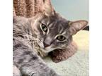 Adopt Evan a Gray or Blue Domestic Shorthair / Mixed cat in Las Vegas