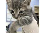 Adopt Richard a Gray or Blue Domestic Shorthair / Mixed cat in Jacksonville