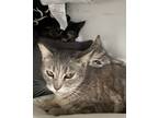 Adopt Amelie a Calico or Dilute Calico Domestic Shorthair / Mixed (short coat)