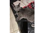 Adopt Earl a Gray, Blue or Silver Tabby Domestic Mediumhair (medium coat) cat in