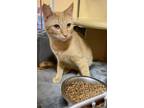 Adopt Porky a Orange or Red Tabby Domestic Shorthair (short coat) cat in