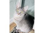 Adopt Joey a Gray or Blue Domestic Mediumhair / Mixed (medium coat) cat in