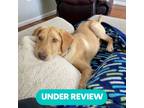 Adopt Skimmer a Tan/Yellow/Fawn Labrador Retriever dog in Atco, NJ (34679958)