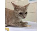 Adopt Sunshine a Orange or Red Domestic Shorthair / Mixed cat in Memphis