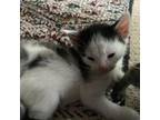 Adopt Finnick (Katniss) a White Domestic Shorthair cat in Chapel Hill