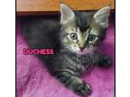 Adopt DUCHESS a Tortoiseshell Domestic Mediumhair (medium coat) cat in Largo