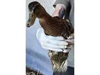 Adopt LENNY* A Brown Duck / Mixed Bird In Santa Cruz, CA (34681879)